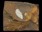 Unidentified Fossil Seed From North Dakota - Paleocene #65835-1